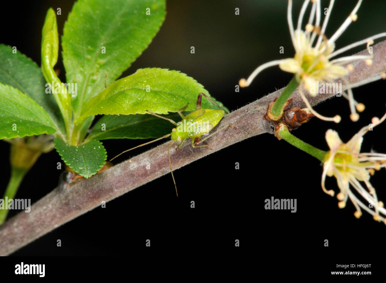 Inmature insect hi-res stock photography and images - Alamy