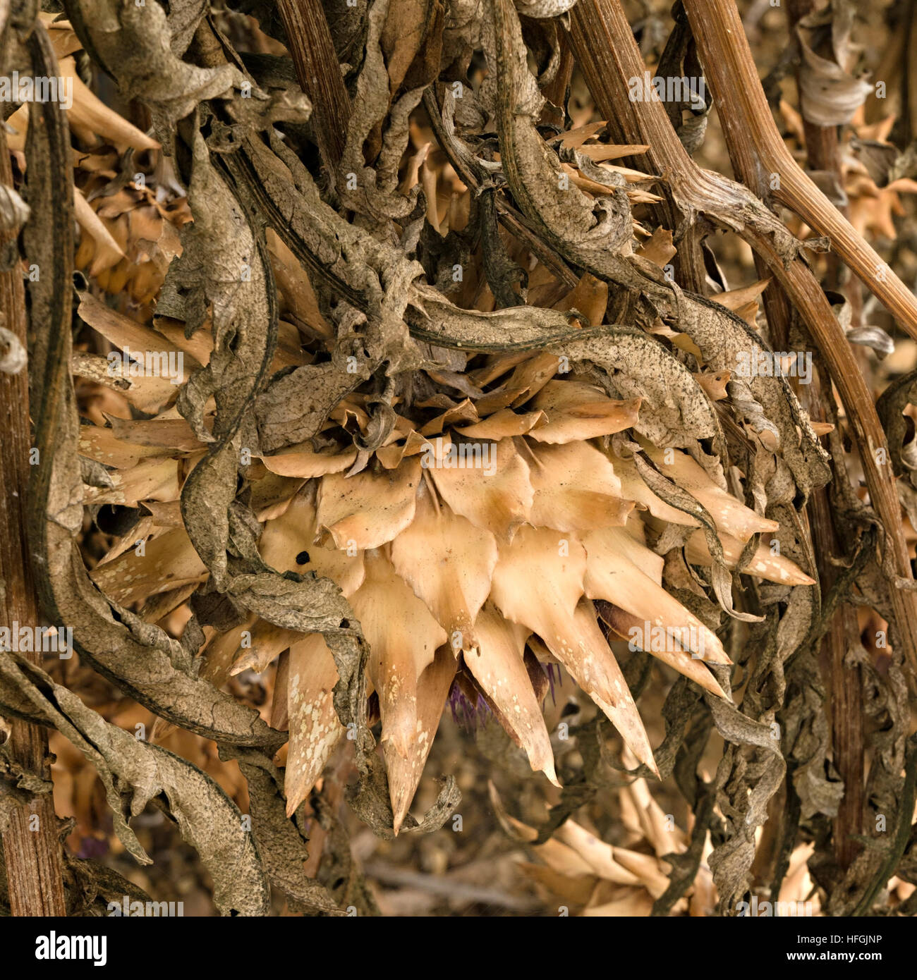 Globe artichokes hanging up to dry, UK Stock Photo Alamy