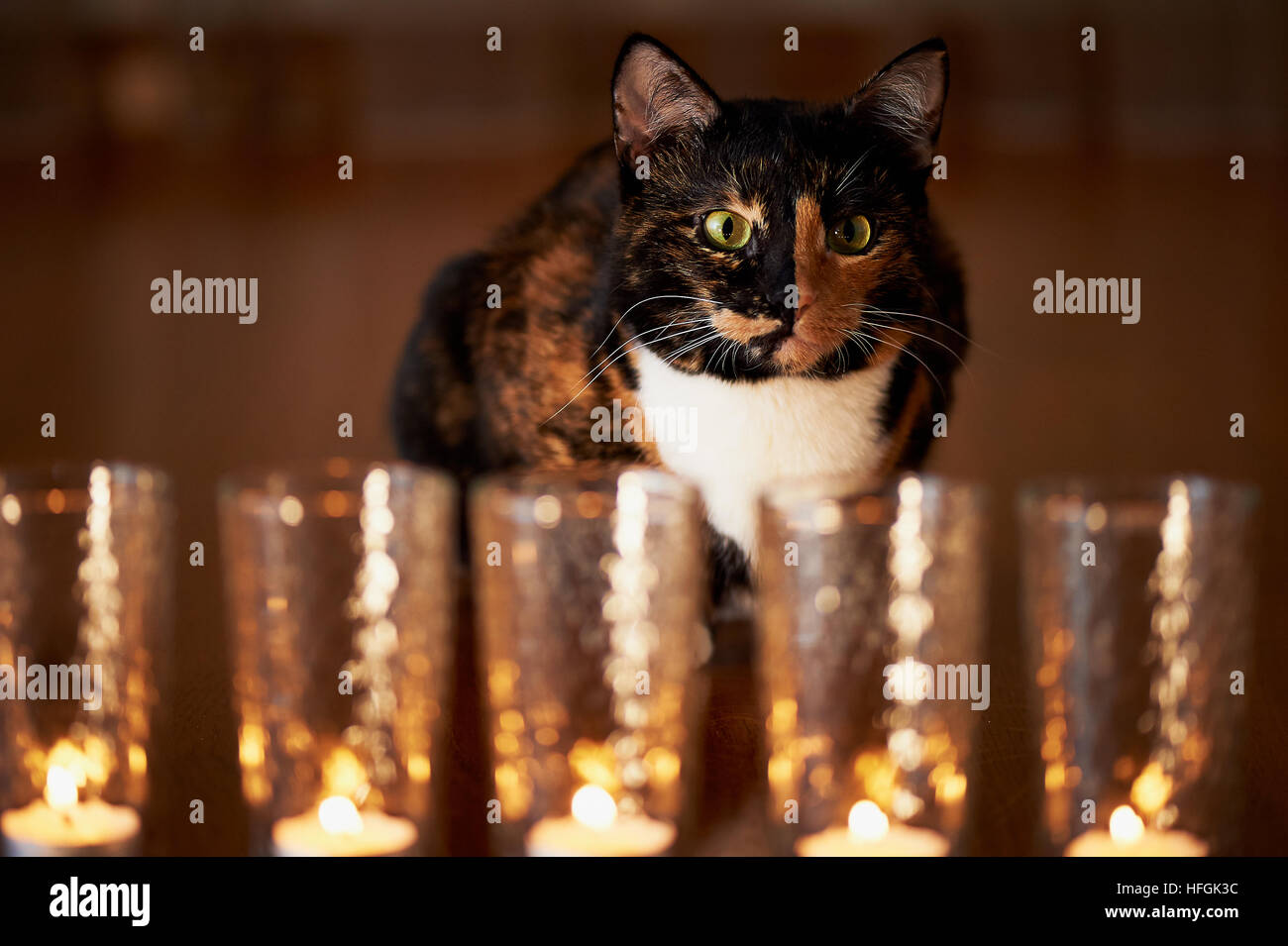 The cat with half black face, red, sits and stares at the burning