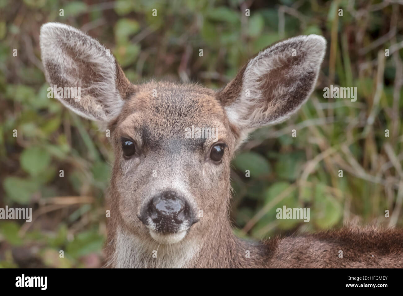 All eyes and ears, a young male deer stares alertly but calmly at the photographer. Stock Photo