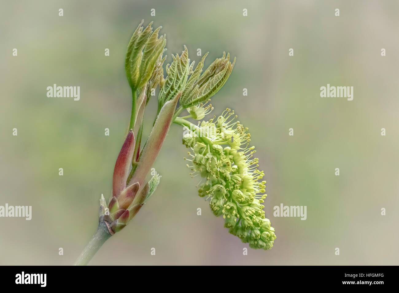 Bigleaf Maple leaves and a flower raceme unfold in springtime, with a tiny fly on one of the flowers. Stock Photo