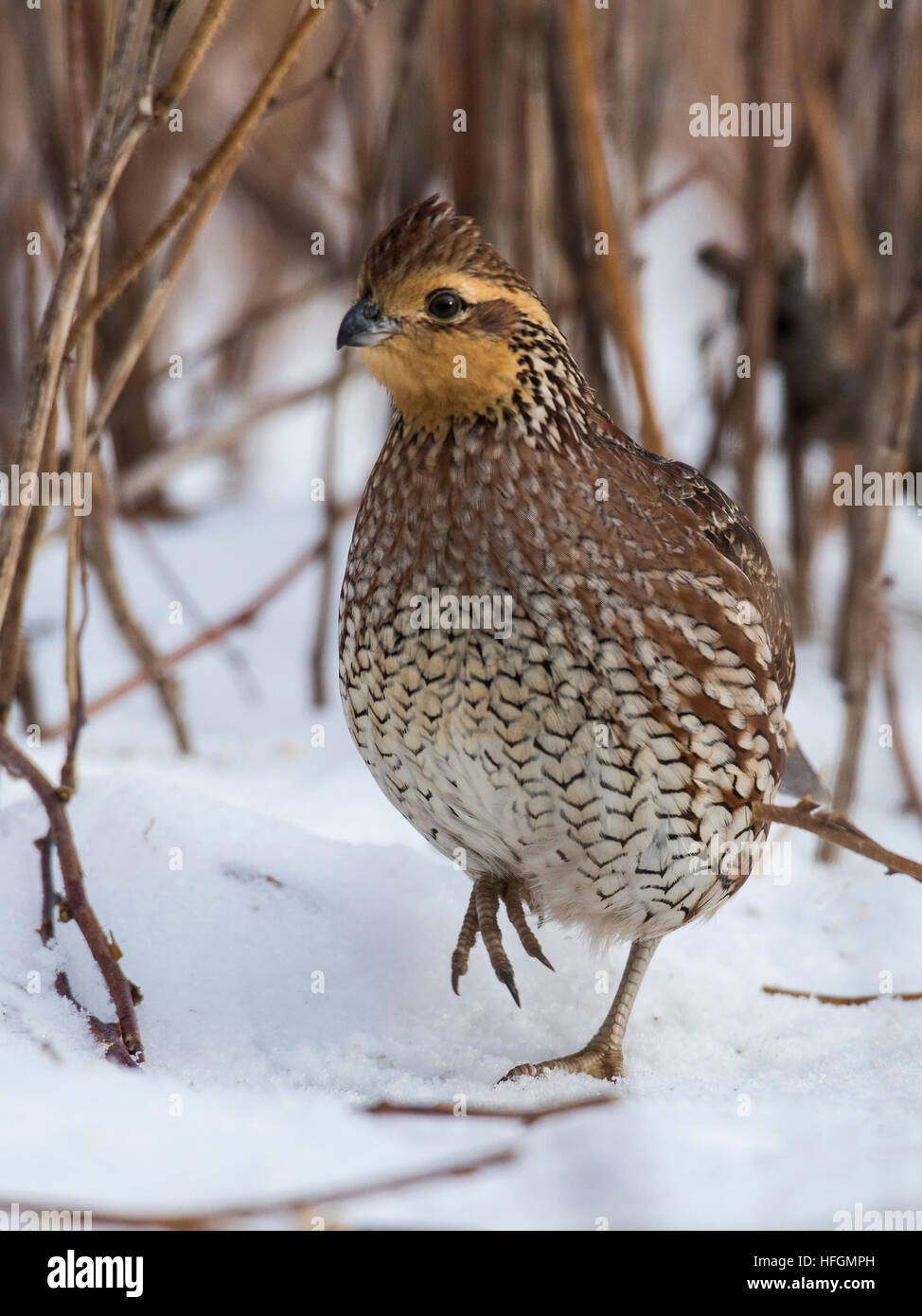 Female bobwhite quail hi-res stock photography and images - Alamy