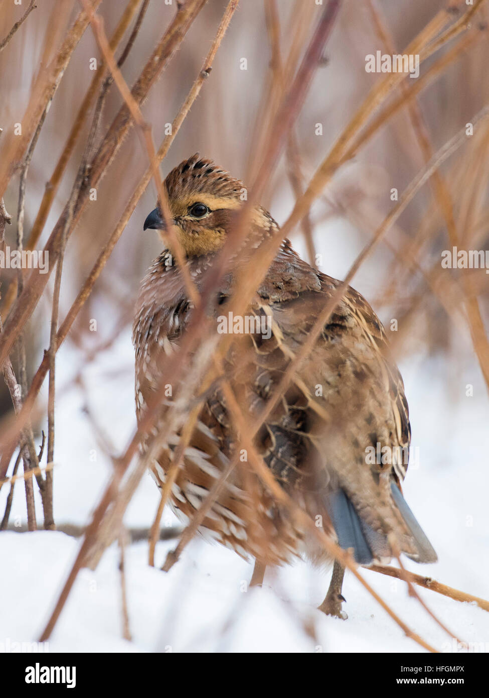 Female Bobwhite Quail Stock Photo - Alamy