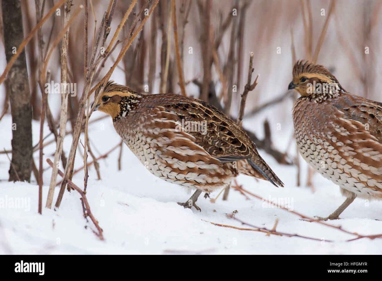 Female bobwhite quail hi-res stock photography and images - Alamy