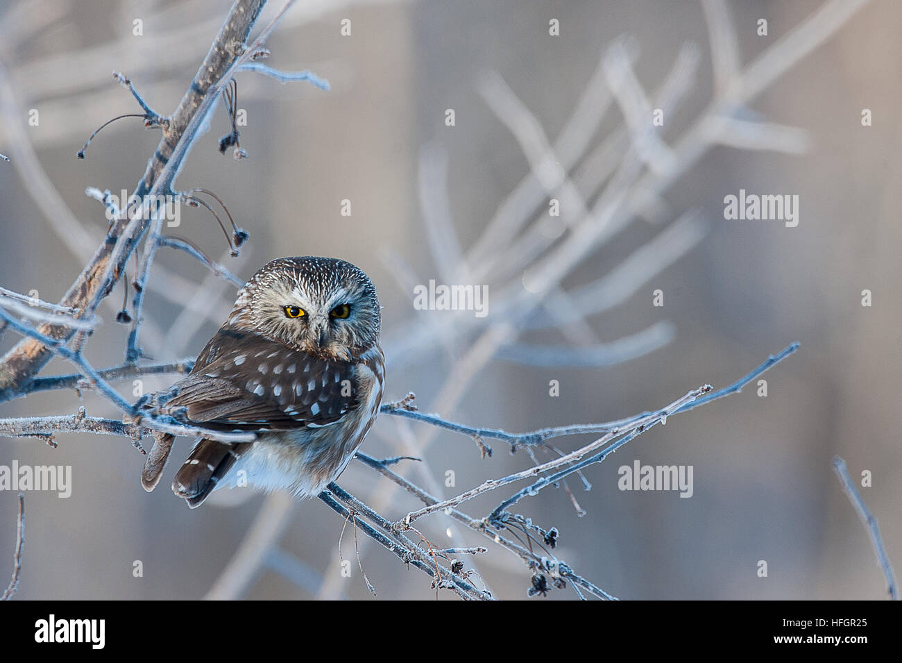 Northern Saw Whet Owl sitting on an icy branch Stock Photo