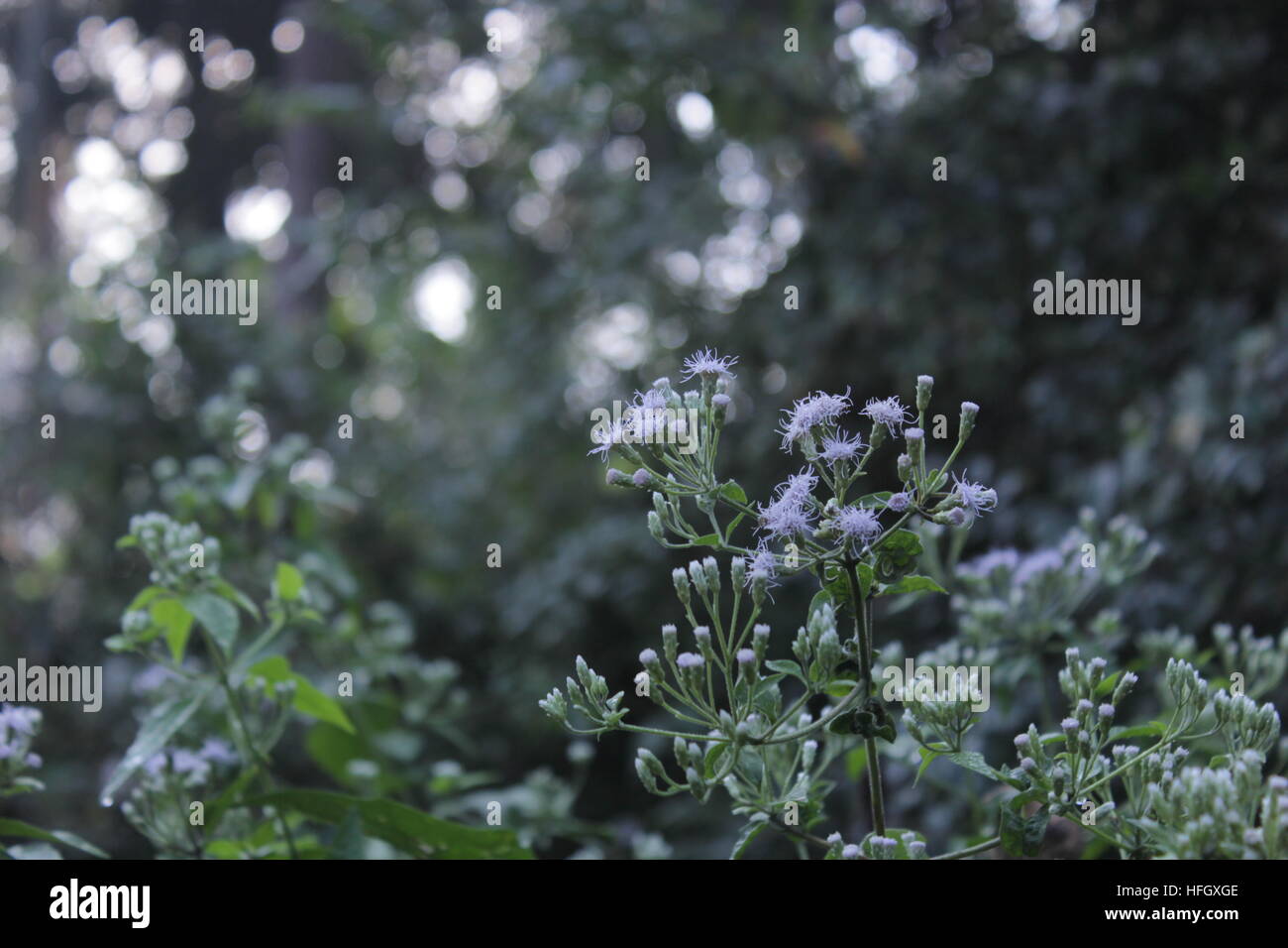 Sunrise,fog,rays,nature,beauty,environment,coconut,morning,fresh,dew,mist,cool,breeze,green,leaf,light,shade,peace,village,sun, Stock Photo