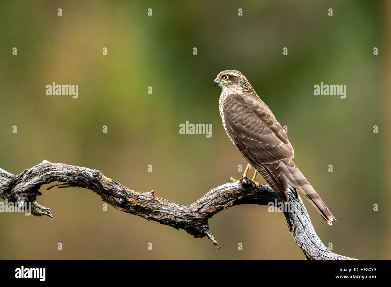 Sparrow hawk female (Accipiter nisus) sitting on a curved branch with a ...