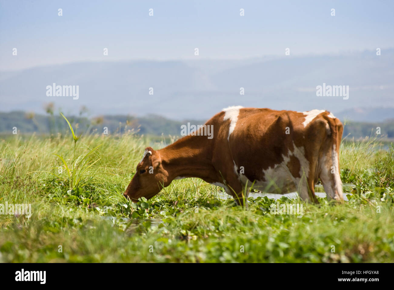 Dairy Cow grazing at the edge of Lake Naivasha in the Great Rift Valley