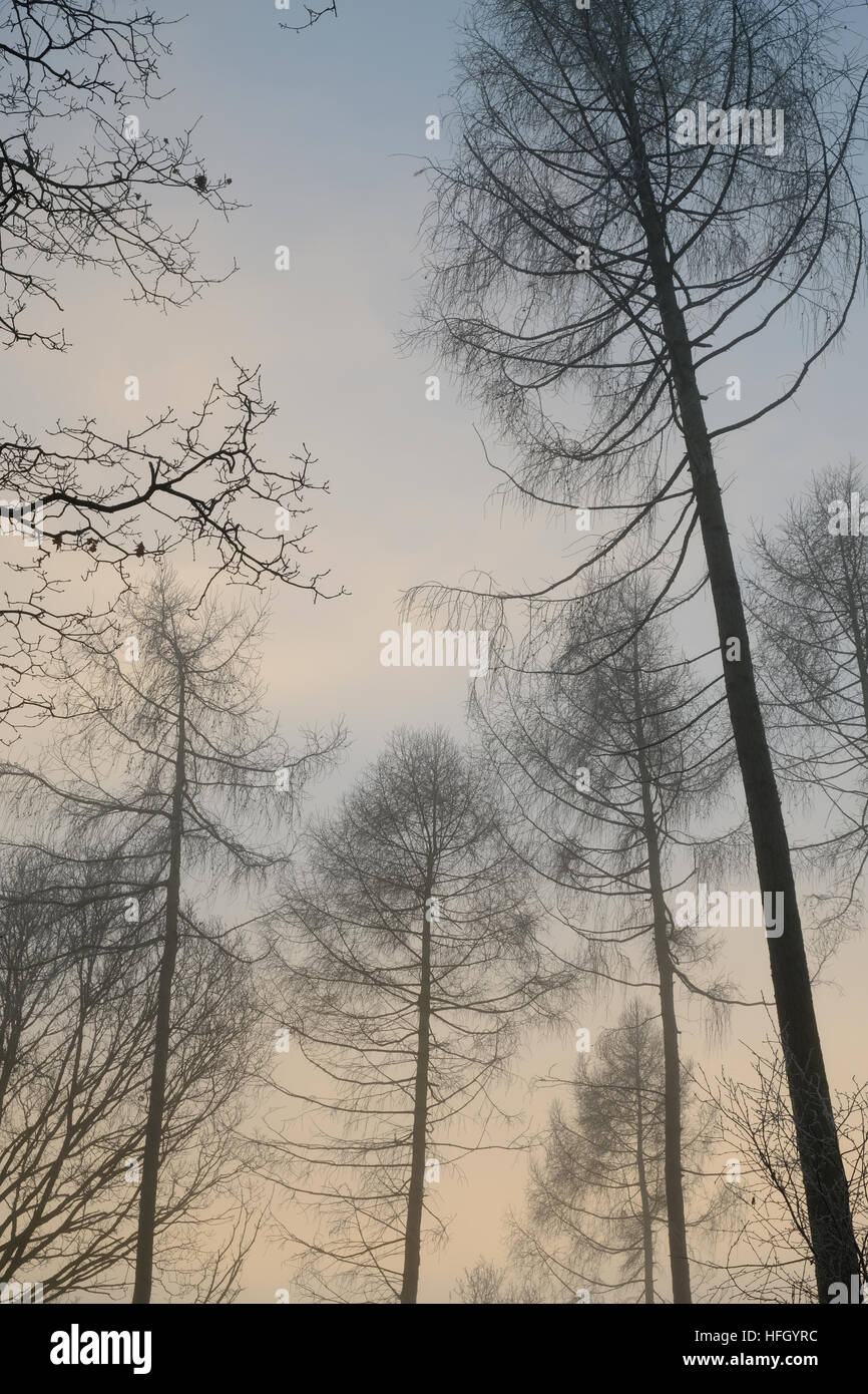Winter fog in the forest Stock Photo - Alamy