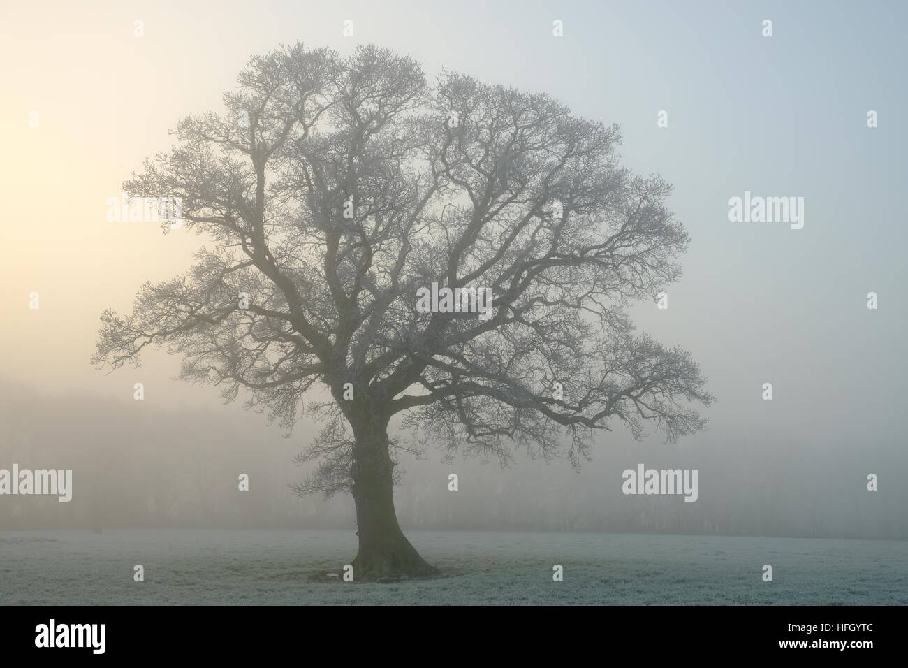 tree in silhouette on a foggy winter morning Stock Photo - Alamy