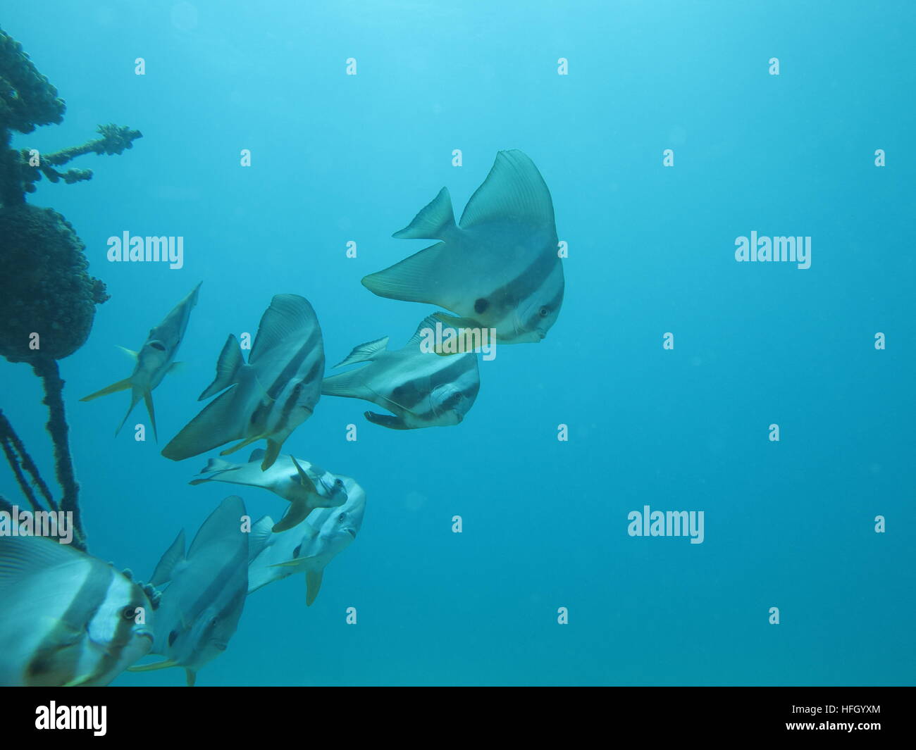 A school of Batfish, Diving in Koh Tao Stock Photo Alamy