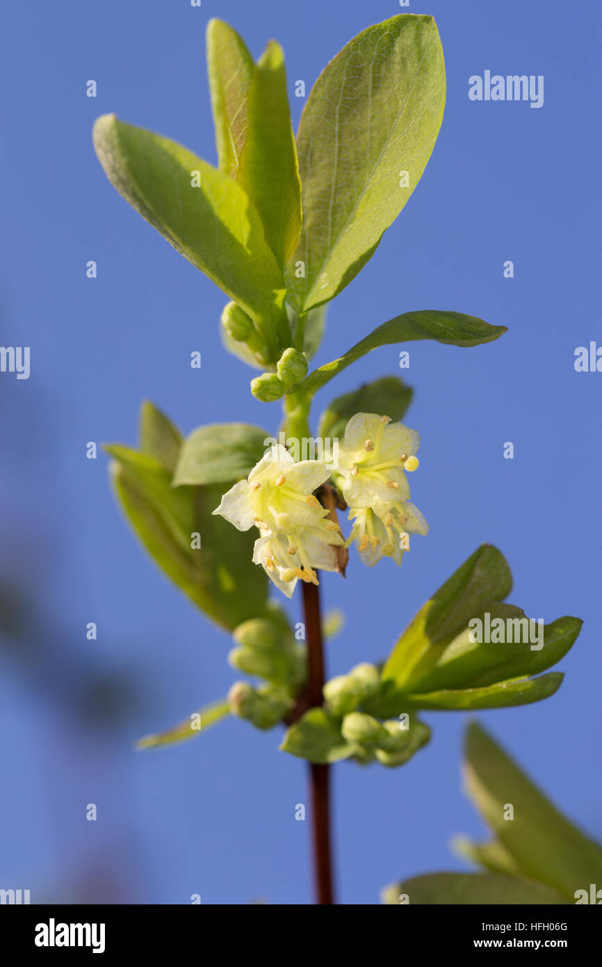 Blaue Heckenkirsche, Blaue Doppelbeere, Lonicera caerulea, Blue-berried Honeysuckle, Sweetberry Honeysuckle Stock Photo