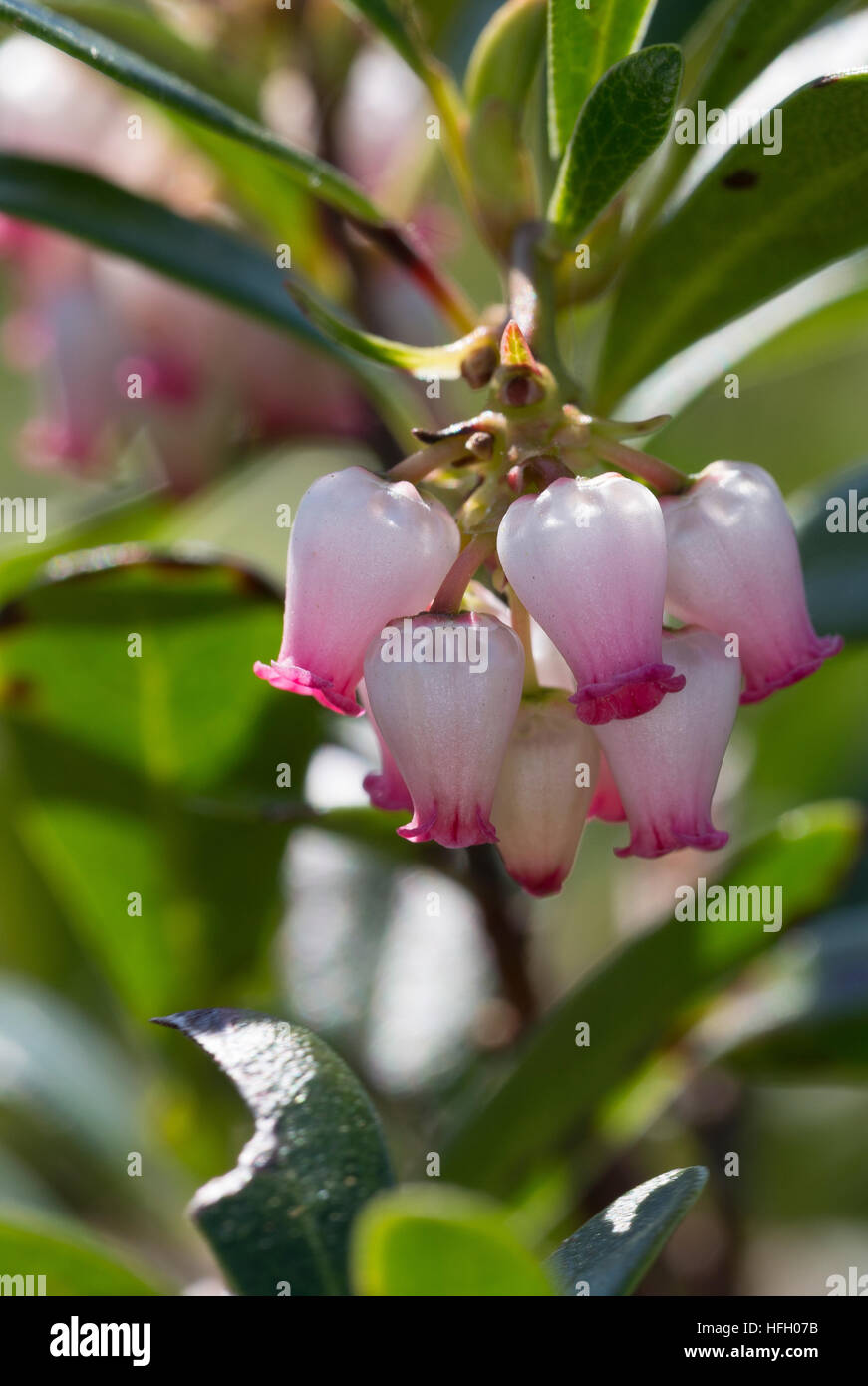 Echte Bärentraube, Immergrüne Bärentraube, Arctostaphylos uva-ursi, kinnikinnick, pinemat manzanita, bearberry, mountain cranberry Stock Photo