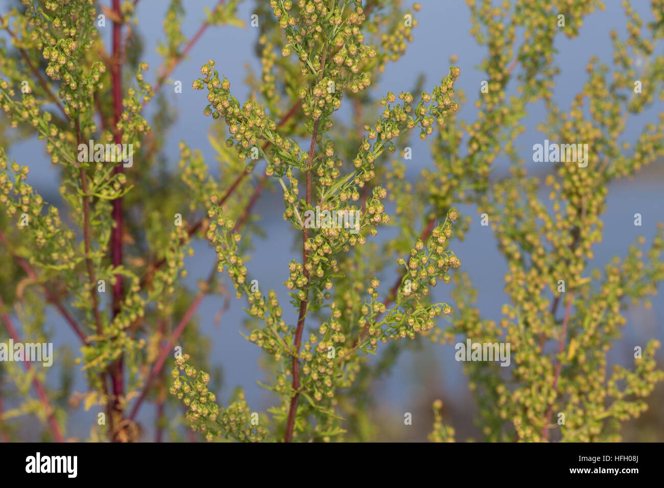 Artemisia annua (Sweet Wormwood) with green leaves and small yellow  flowerheads on stems Stock Photo - Alamy