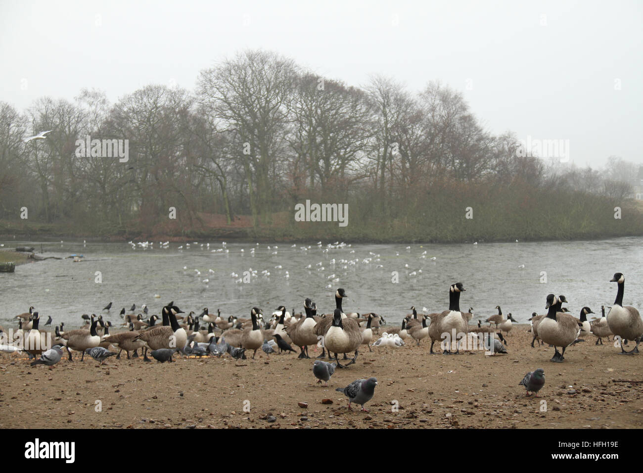 London, UK. 30th Dec, 2016. Flocks of geese, seagulls and pegions seen by Alexandra Lake in Wanstead Flats on a foggy morning of December 30, 2016. Freezing temperatures have created a cold, foggy and frosty start for much of England and Wales for a third day. Yellow warnings of severe weather have been issued by the MET office. © David Mbiyu/Alamy Live News Stock Photo