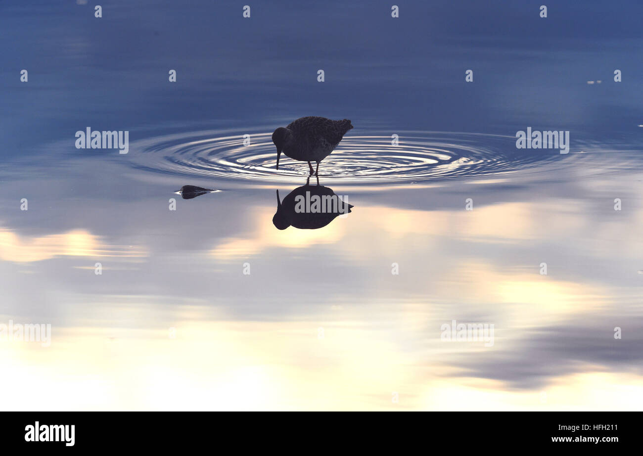 Beijing, China. 13th May, 2016. A wood sandpiper looks for food in the wet land in Liminka Bay, Finland on May 13, 2016. © Zhang Xuan/Xinhua/Alamy Live News Stock Photo