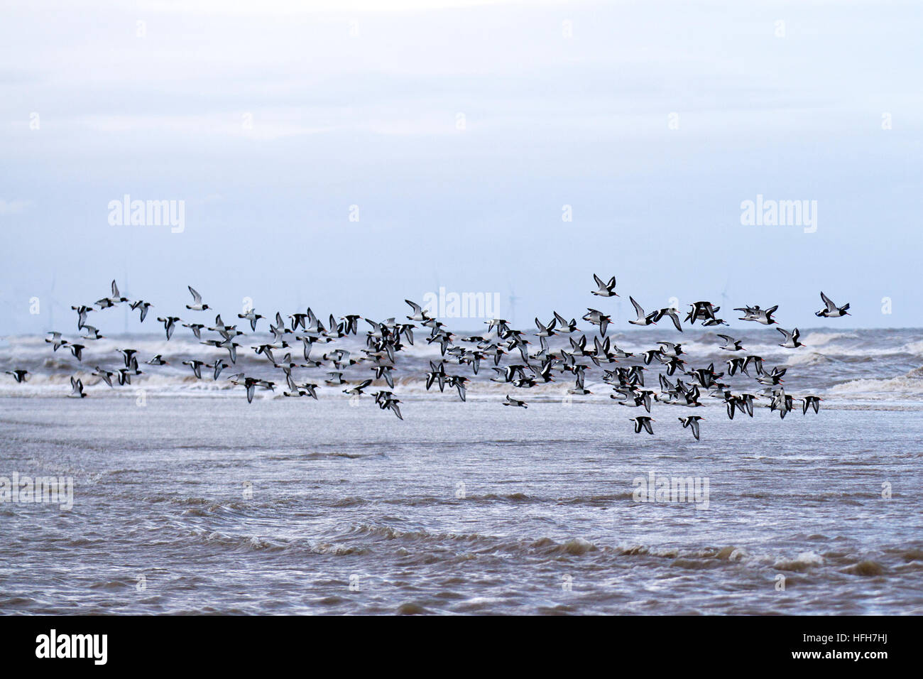 Southport, Merseyside, UK Weather. 1st January, 2017.  Cold northerly coastal winds as a flight of Oystercatchers take to surfing above the waves. Credit: MediaWorldImages/Alamy Live News Stock Photo