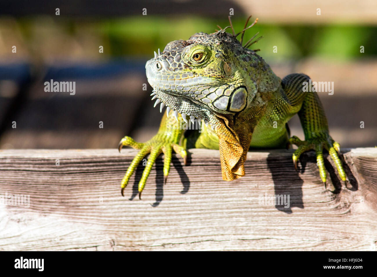 Green iguana (Iguana iguana) - Wakodahatchee Wetlands, Delray Beach, Florida, USA Stock Photo