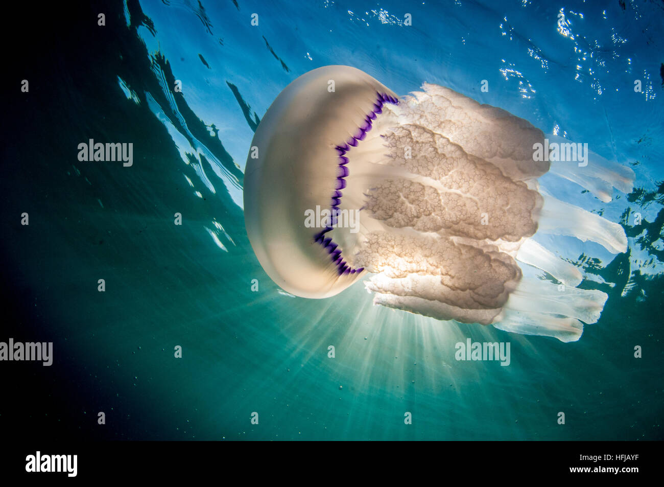 Jellyfish, Rhizostoma pulmo, in Mediterranean Sea, Comarruga, Costa Daurada, Spain Stock Photo