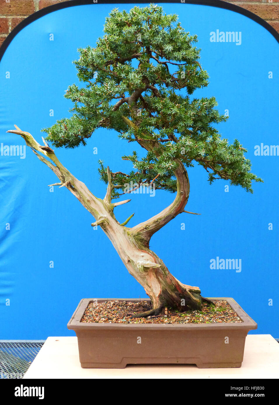 Large Needle Juniper Bonsai with deadwood and in an unglazed rectangular in development a local Bonsai enthusiast Stock Photo