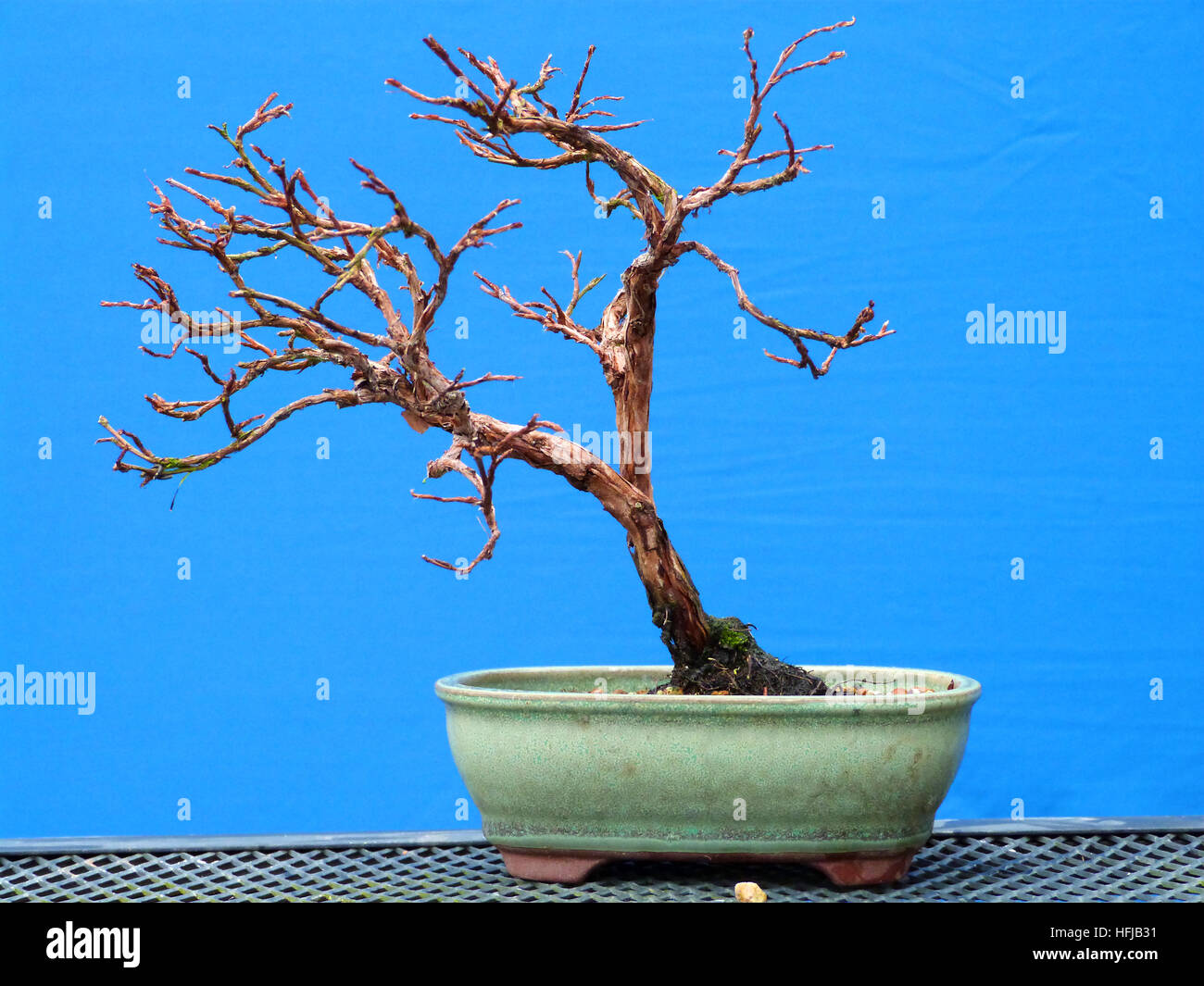 Shohin Potentilla Bonsai on display while in training by a local Bonsai