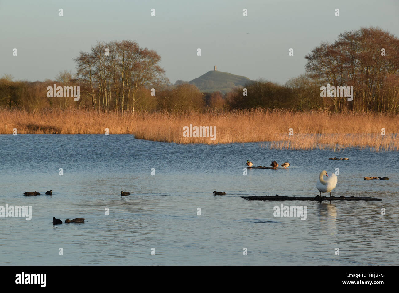 RSPB Ham Wall on the Avalon Marshes, Somerset Levels, with Glastonbury Tor in the background Stock Photo