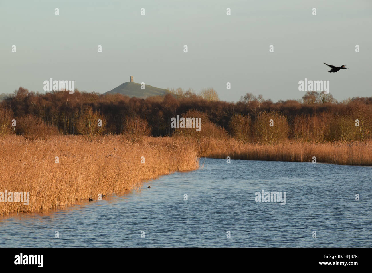 RSPB Ham Wall on the Avalon Marshes, Somerset Levels, with Glastonbury Tor in the background Stock Photo