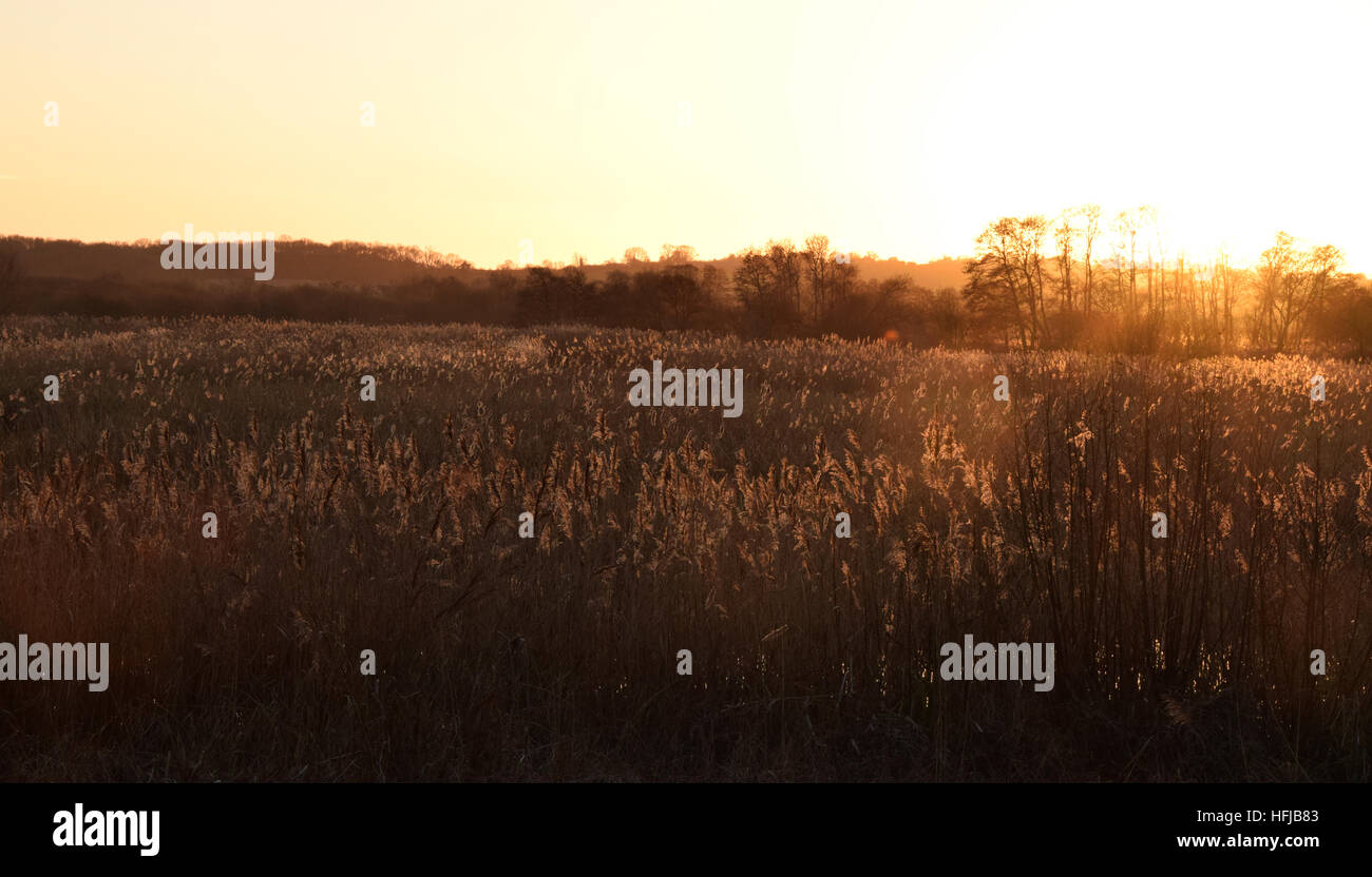 Sunset grass and reedbeds at Avalon Marshes on the Somerset Levels Stock Photo