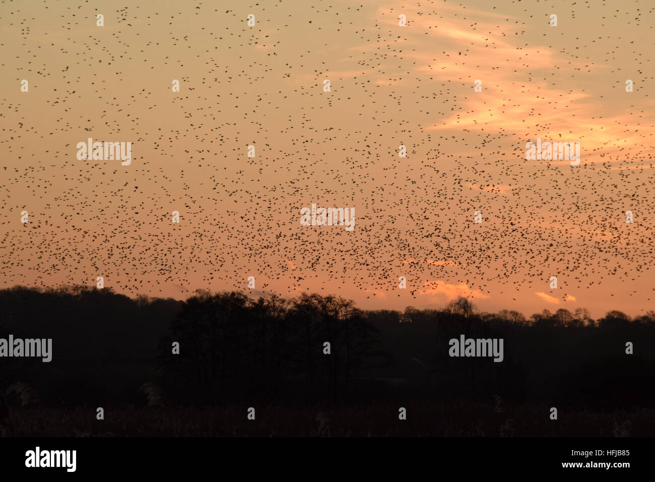 Murmuration of starlings at RSPB Ham Wall on the Avalon Marshes, Somerset Levels, on Boxing Day 2016 Stock Photo