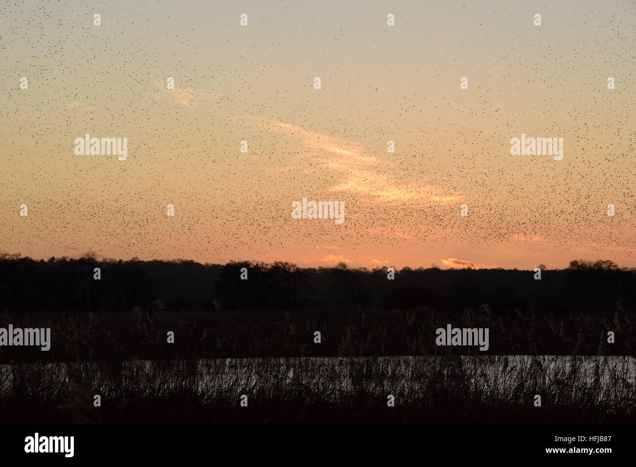 Murmuration of starlings at RSPB Ham Wall on the Avalon Marshes, Somerset Levels, on Boxing Day 2016 - Stock Image