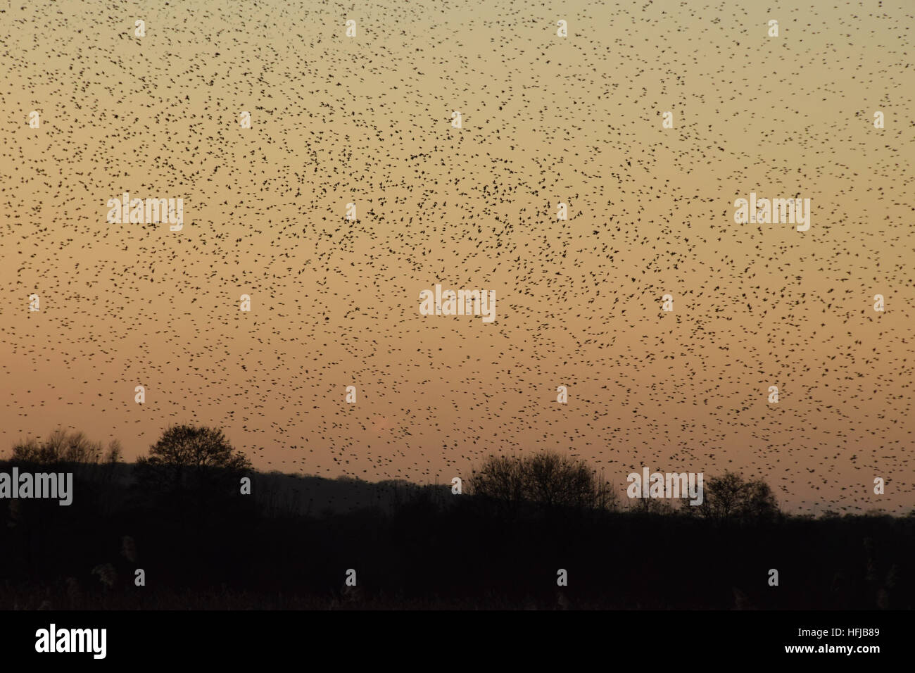 Murmuration of starlings at RSPB Ham Wall on the Avalon Marshes, Somerset Levels, on Boxing Day 2016 - Stock Image