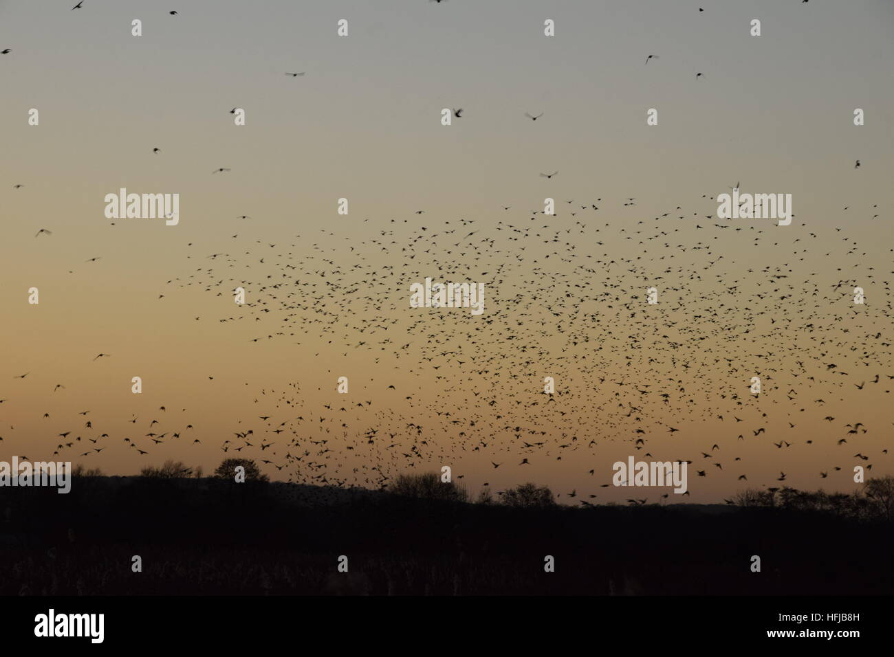 Murmuration of starlings at RSPB Ham Wall on the Avalon Marshes, Somerset Levels, on Boxing Day 2016 - Stock Image