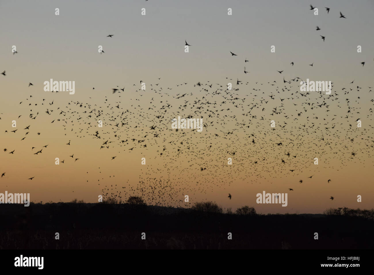 Murmuration of starlings at RSPB Ham Wall on the Avalon Marshes, Somerset Levels, on Boxing Day 2016 - Stock Image