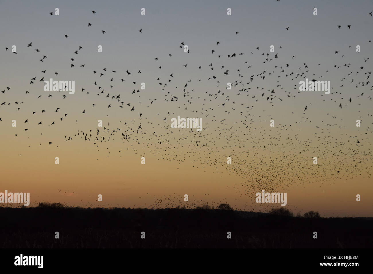 Murmuration of starlings at RSPB Ham Wall on the Avalon Marshes, Somerset Levels, on Boxing Day 2016 Stock Photo