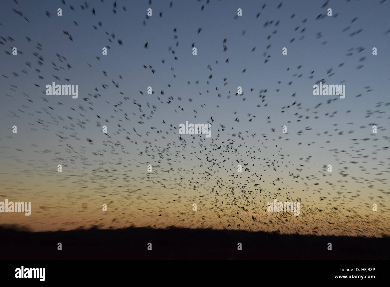 Murmuration of starlings at RSPB Ham Wall on the Avalon Marshes, Somerset Levels, on Boxing Day 2016 - Stock Image