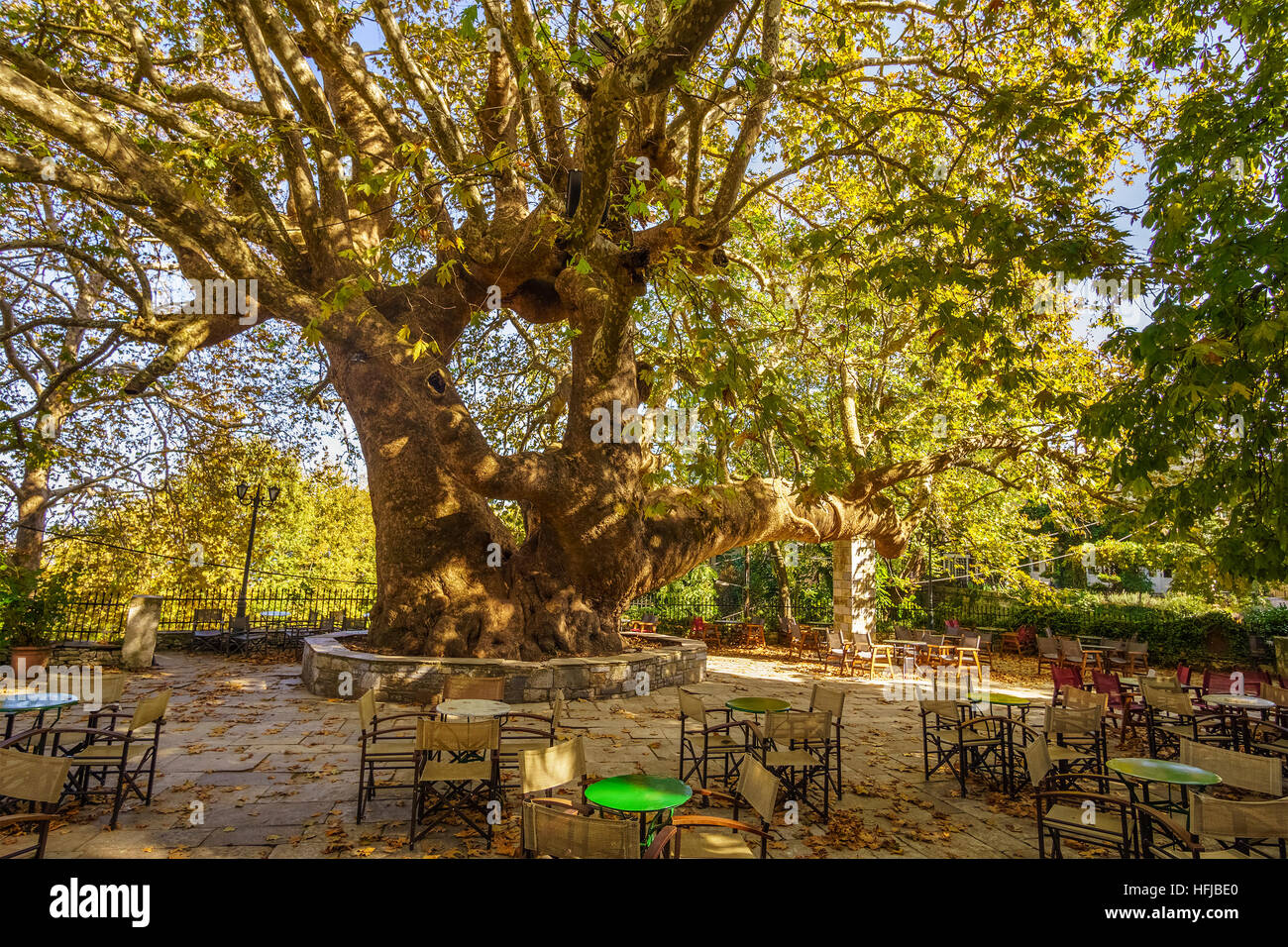 The oldest and biggest perennial plane tree in Europe is located in