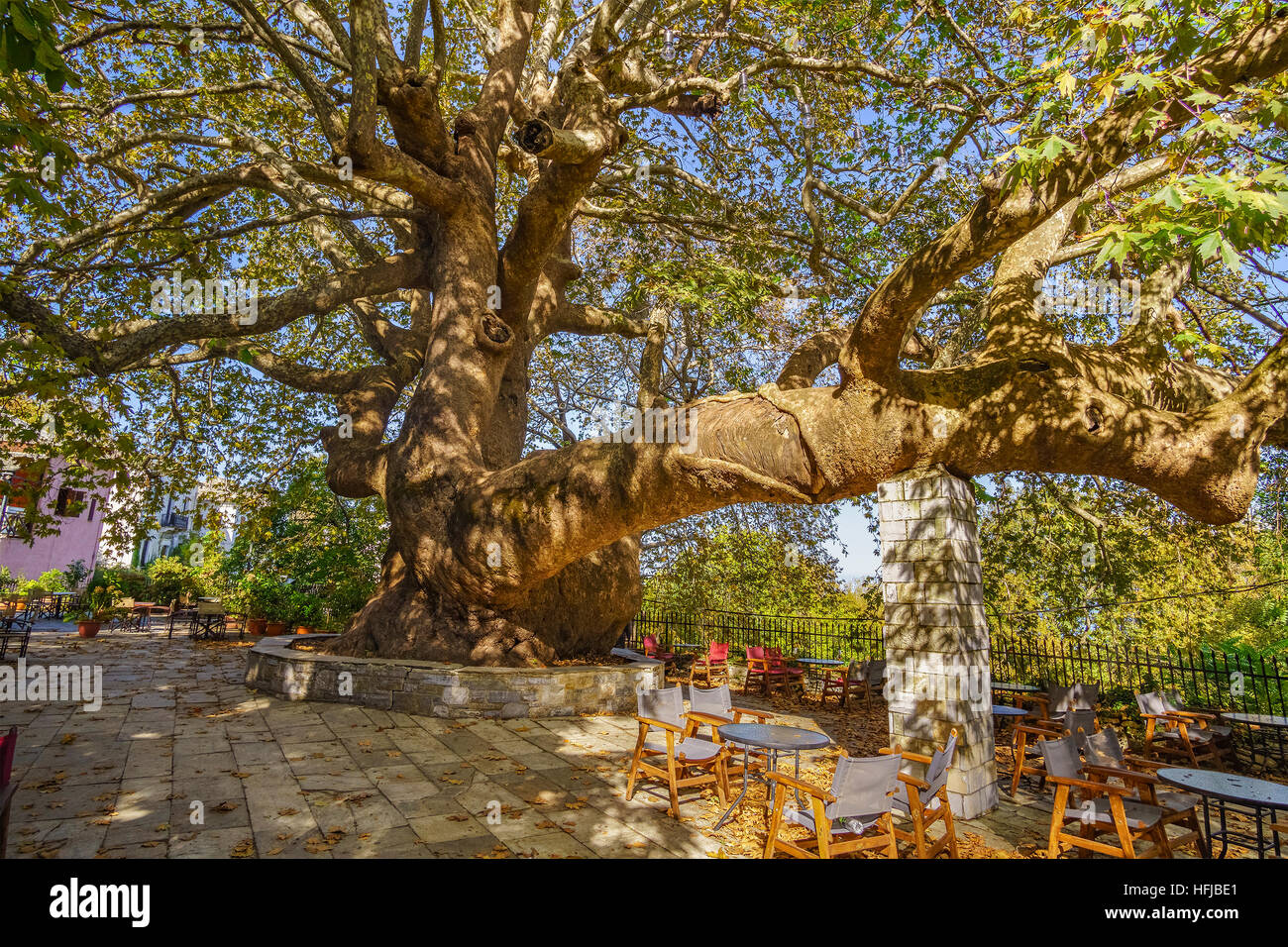 The oldest and biggest perennial plane tree in Europe is located in