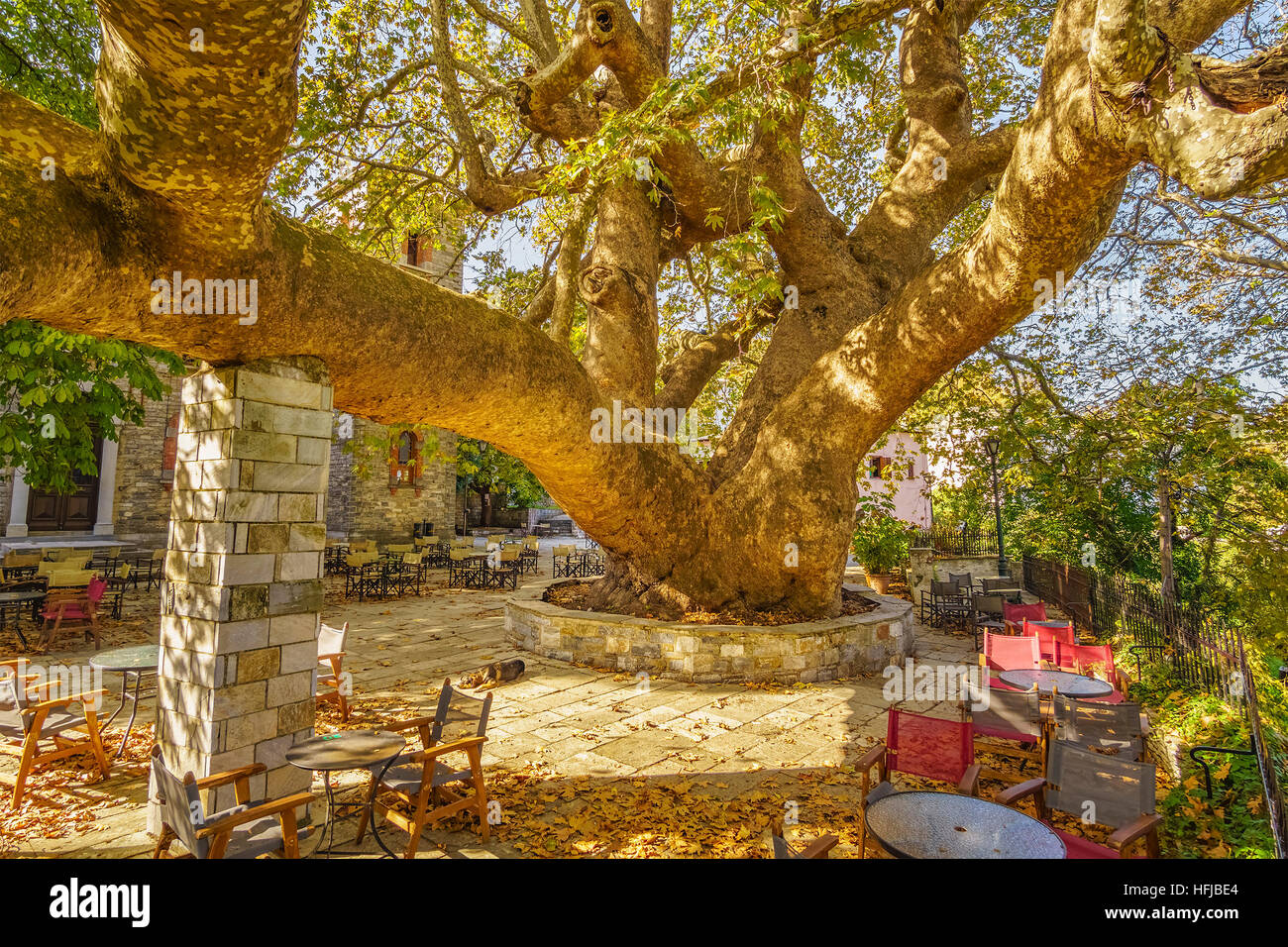 The oldest and biggest perennial plane tree in Europe is located in