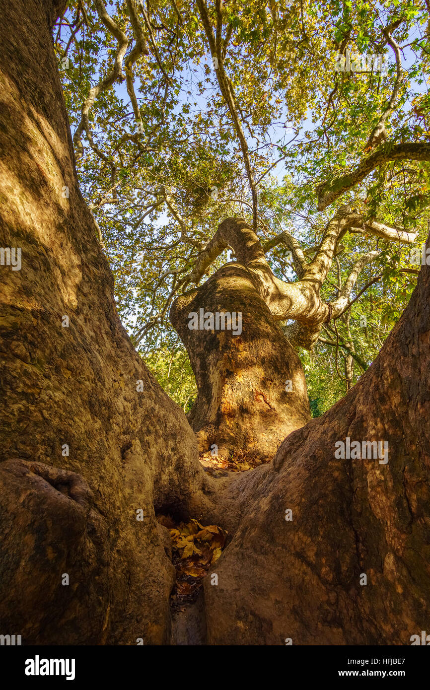The oldest and biggest perennial plane tree in Europe is located in