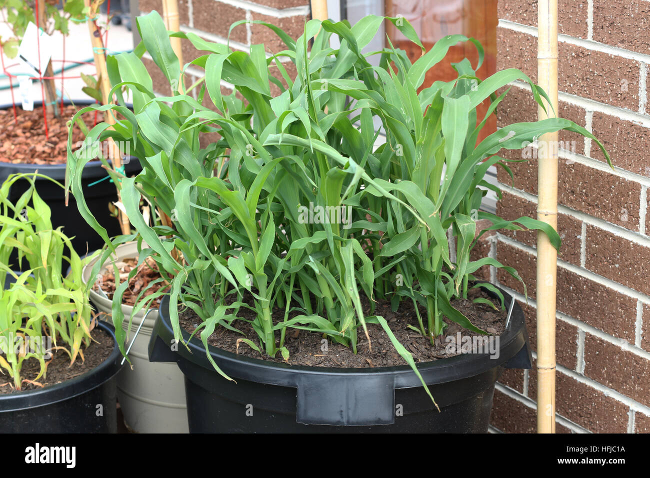 Growing corn in a pot Stock Photo Alamy