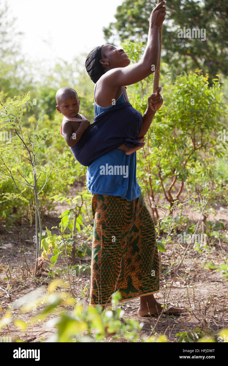 Baro village, Guinea, 1st May 2015: Women harvesting mangos from village trees to sell in the market. Stock Photo