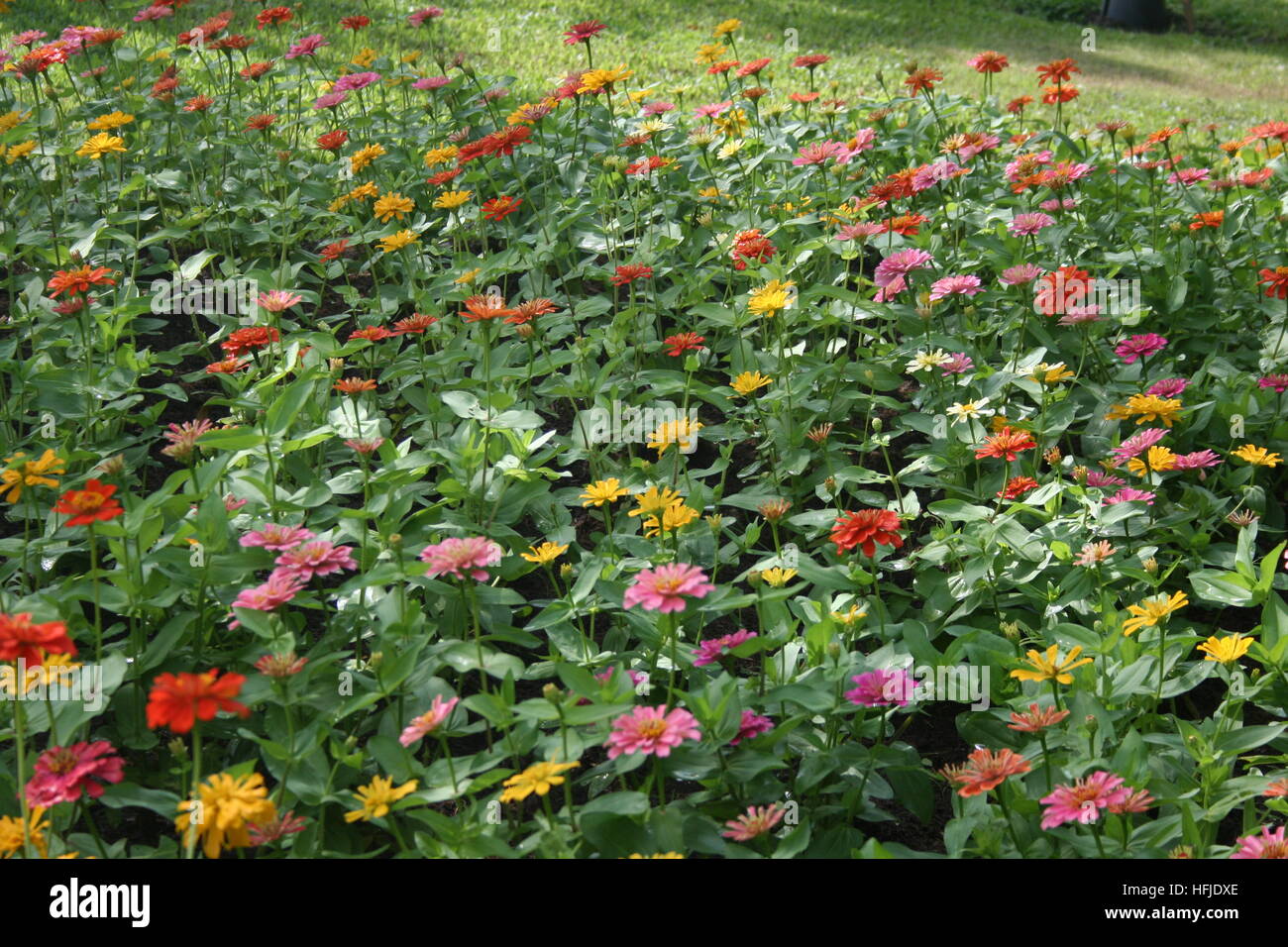 Beautiful Zinnia Flowers Blooming In Garden Colorful Zinnia Flower Stock Photo Alamy