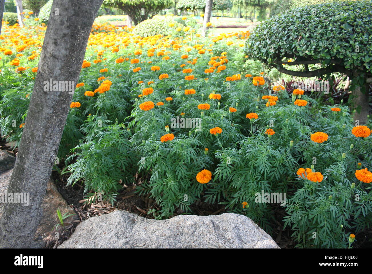 Field of Marigold Flower Stock Photo - Alamy