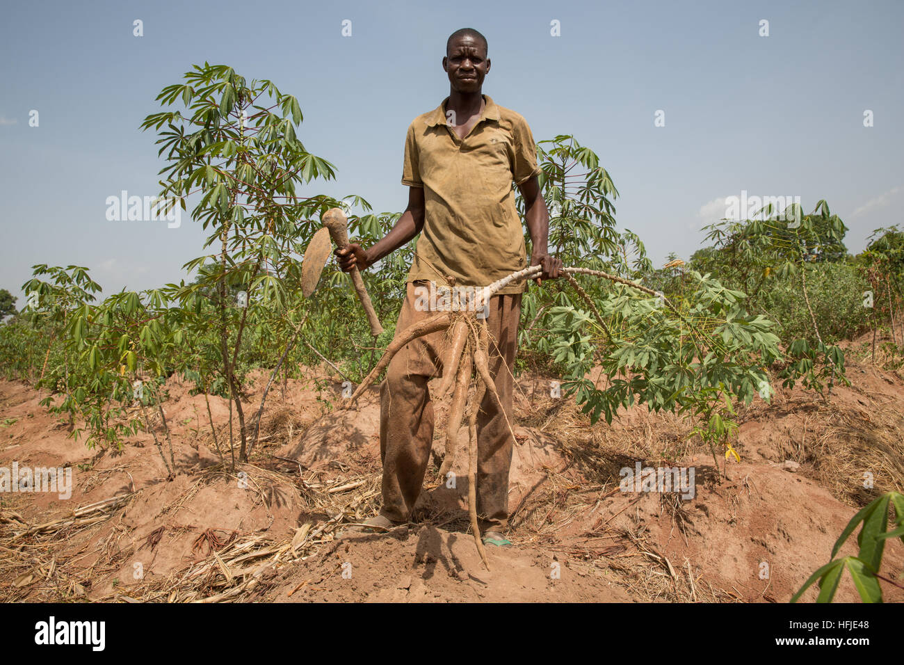 Harvesting cassava hi-res stock photography and images - Alamy