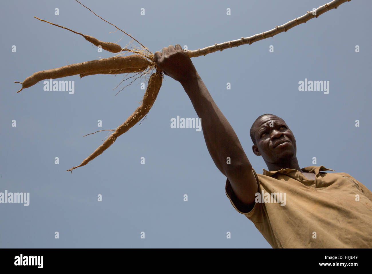 Baro village, Guinea, 1st May 2015:  Layeba Kourouma, 42, farmer and traditional healer with his cassava. He harvest roots, leaves and tubers. Stock Photo