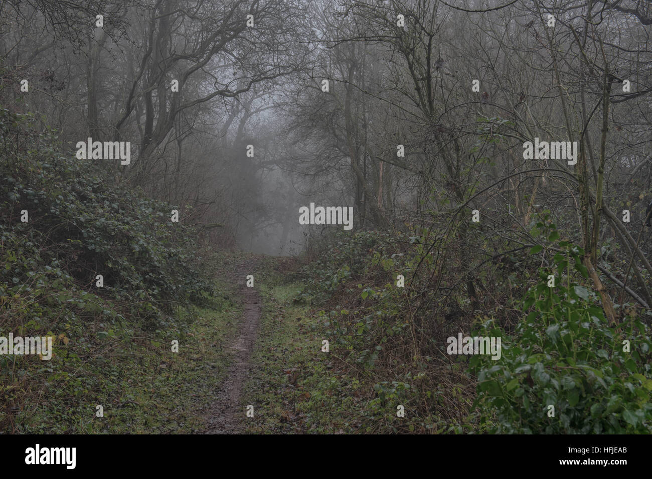 The Spinney bridle path in the fog, West Bridgeford, Nottingham, UK Stock Photo