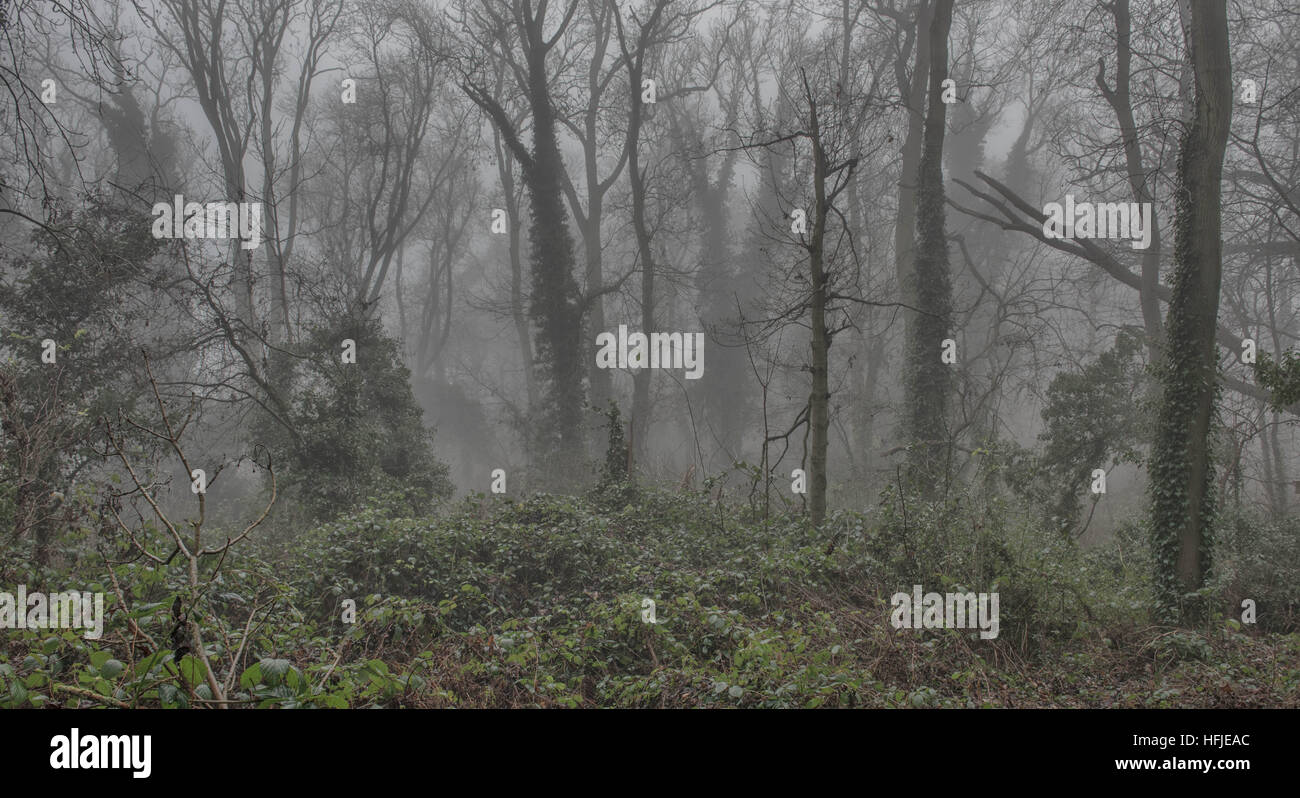 Ivy covered tress in the fog at Sharphill woods, West Bridgford Nottingham UK Stock Photo