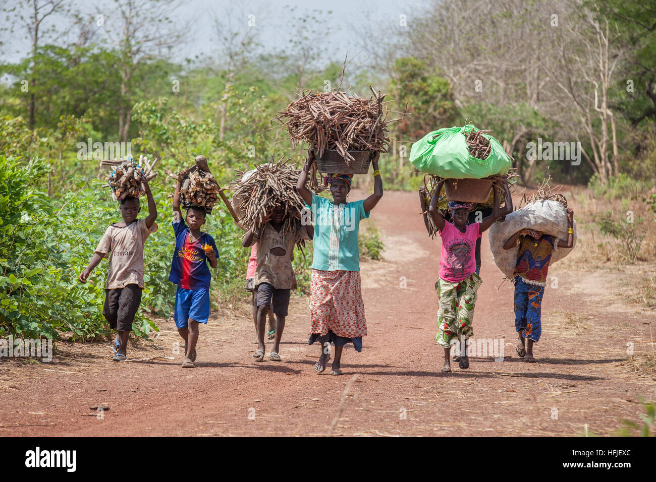 Gbderedou Baranama, Guinea, 2nd May 2015; Dalamba Keita, collecting Néré seed pods and firewood  from forest trees with the help of her grandchildren. Stock Photo