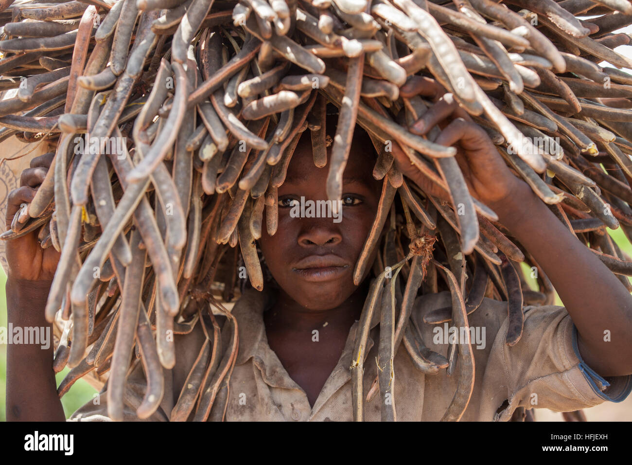 Gbderedou Baranama, Guinea, 2nd May 2015; Dalamba Keita, collecting Néré seed pods and firewood  from forest trees with the help of her grandchildren. Stock Photo