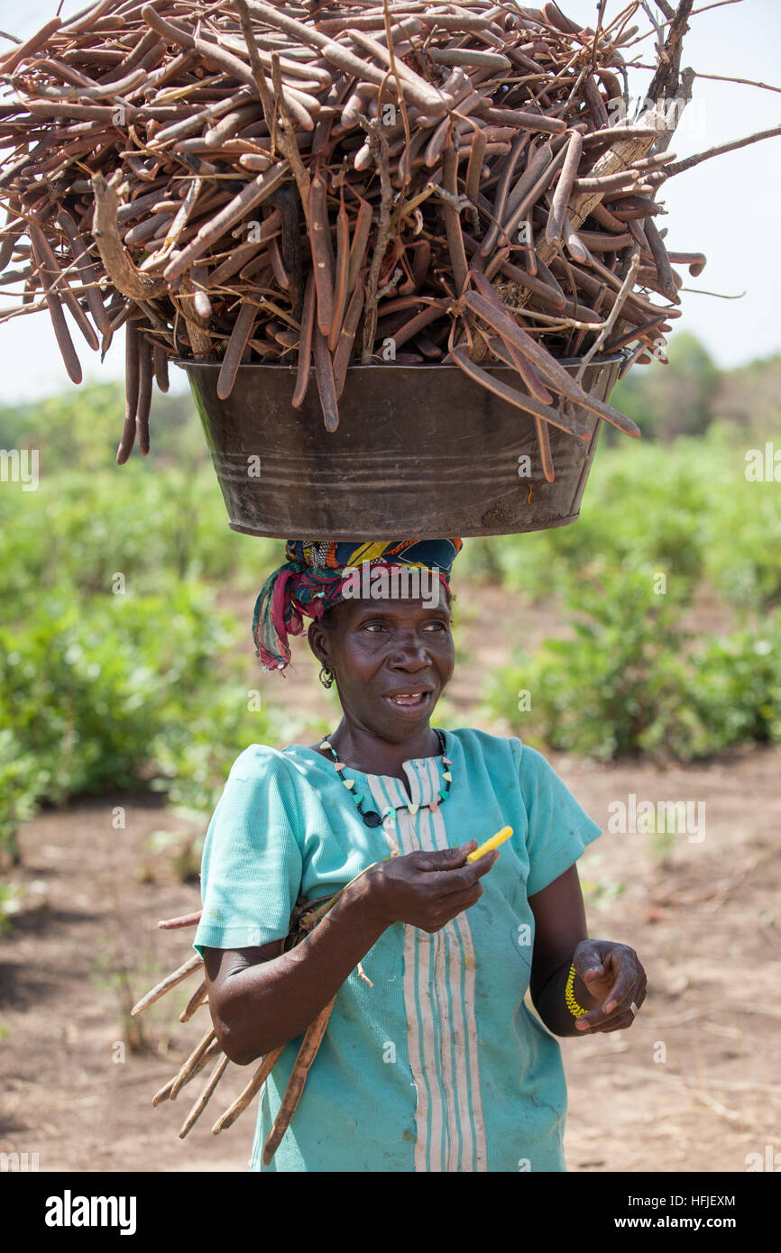 Gbderedou Baranama, Guinea, 2nd May 2015; Dalamba Keita, collecting Néré seed pods and firewood  from forest trees with the help of her grandchildren. Stock Photo